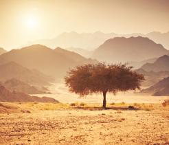 A lone tree stands in a wide, arid desert landscape, with layered mountain ranges fading into the distance. Warm golden light from the low sun casts long shadows, giving the scene a quiet, timeless feel.